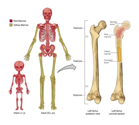 What’s Going On in Your Bone Marrow?