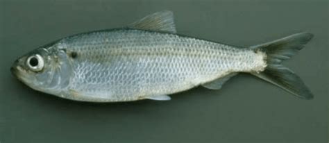 Alewife | Larval Fish Identification