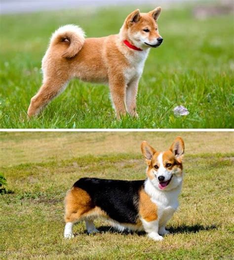 Shiba Inu vs Corgi: How Do These Canines Compare? - My Dog's Name