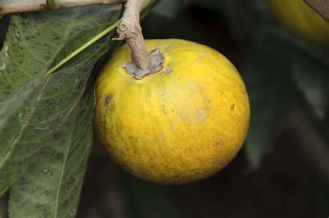 Benefits of the Sweetener Lucuma