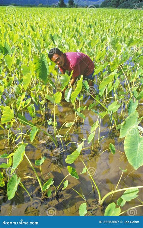 Man Harvesting Taro Plants, Kauai, Hawaii Editorial Photography - Image of water, male: 52263607