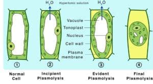 Plasmolysis in a cell: examples, importance, and types