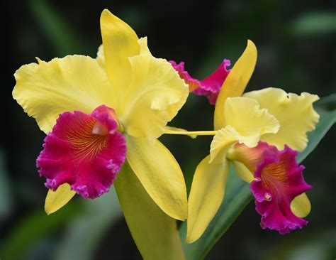 10 Easy-to-Grow Orchid Types for Your Indoor Garden - Orchid Resource ...