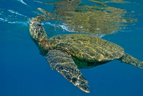 Sea Turtle Diet — SEE Turtles