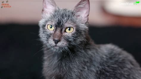 Lykoi, A Recent Breed of Cat Whose Sparse Dark Coats and Big Eyes Make Them Look Like Werewolves