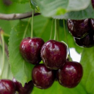 Dwarf Patio Cherry Tree 'Kordia' 1M - One Click Plants