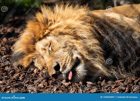 Lion Sleeping On A Tree Trunk Stock Image | CartoonDealer.com #25915525