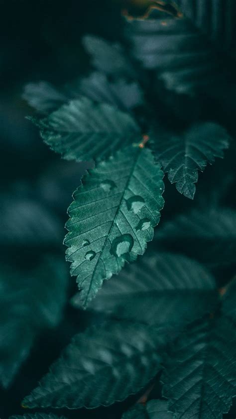 Aesthetic Purple And Green | Dark green wallpaper, Leaf photography, Dark green aesthetic