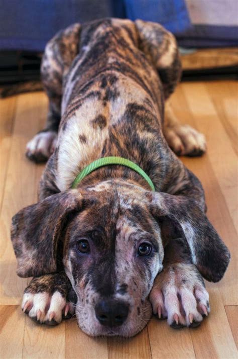 Great Dane/Cane Corso/Neopolitan Mastiff mix. adorbz #greatdanes | Puppies, Mastiff mix, Cute dogs