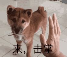 Dog High Five GIFs | Tenor