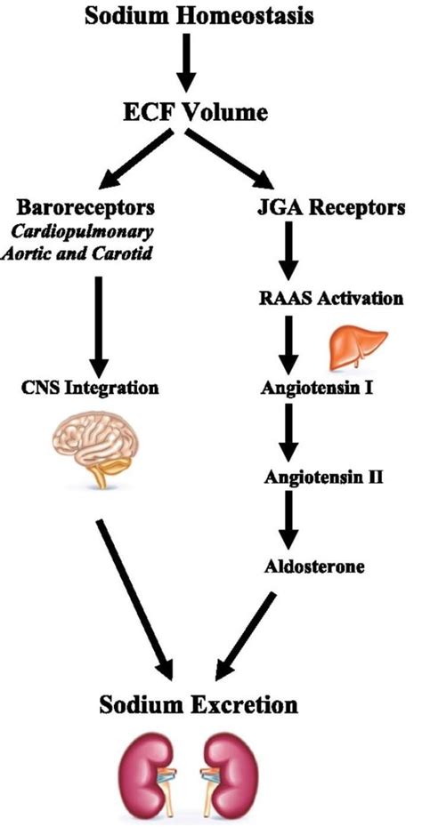 what are the function of ADH hormone - Brainly.in