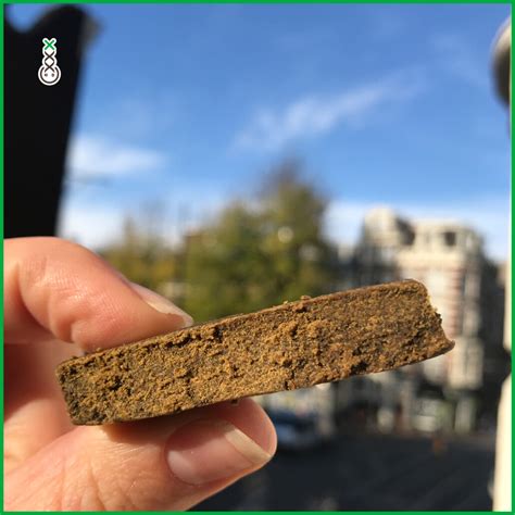 Hash And Weed: The Differences | Amsterdam Genetics