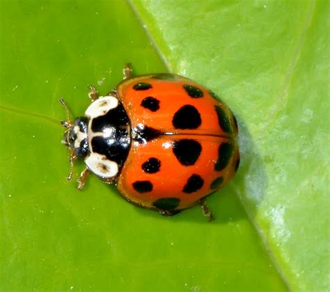 Asian Lady Beetles in the window sill of our tack shed. Description ...