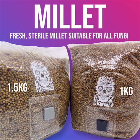 Sterile MILLET Grain For Mushroom Spawn Production | MycoPunks