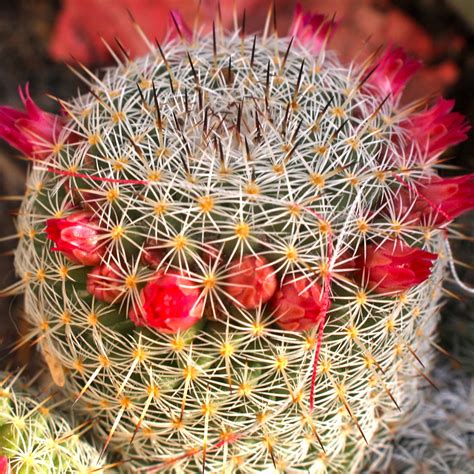 Barrel cactus flower | Barrel cactus flower | Kevin Dooley | Flickr