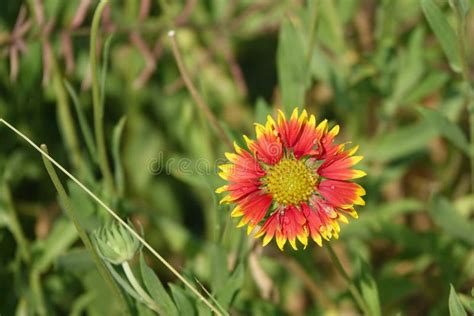 Beautiful Sunflower with Water Drops Stock Image - Image of bunch, hills: 81445355