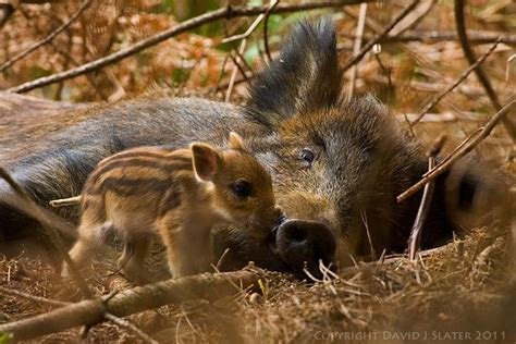 WILD BOAR Photographs by David J Slater - DJS PHOTOGRAPHY | Mother and baby animals, Feral pig ...