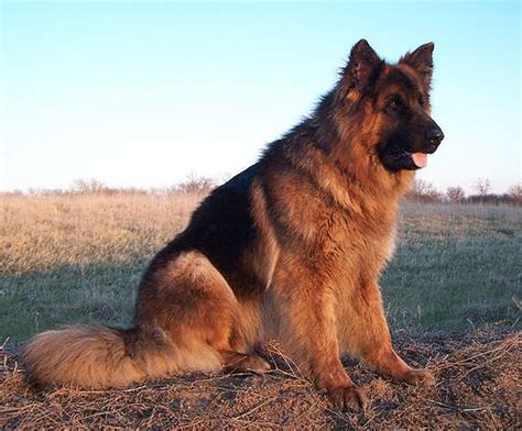 German Shepherd Coats | Dog German Shepherds