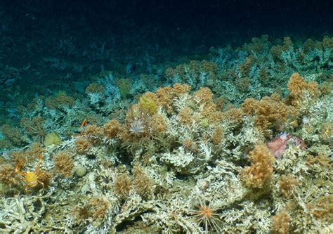 Significant deep-sea coral reefs uncovered in Galápagos expedition