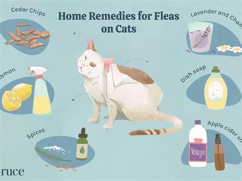 How To Get Rid Of Sand Fleas On Cats - PestPhobia