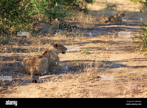 Pride of lions in the African bush Stock Photo - Alamy