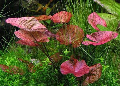 Nymphaea Lotus Red Tiger Lotus live aquarium plant | Etsy