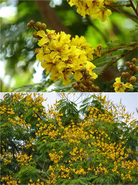 Kanakchura (কনকচূড়া) Flower - Copper Pod Tree - Peltophorum ...