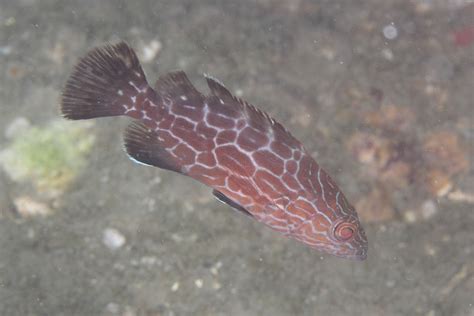 IMG_9080wb Juvenile Black Grouper (Mycteroperca bonaci) | Flickr