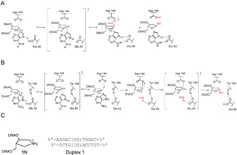 Figure 1 from Structure and stereochemistry of the base excision repair glycosylase MutY reveal ...