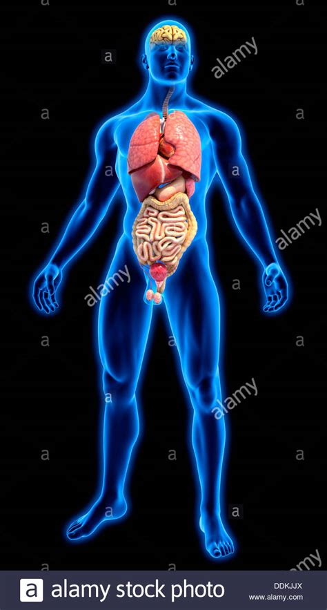 Menschlichen Organen in blauen anatomisches Modell Stockfoto, Bild ...