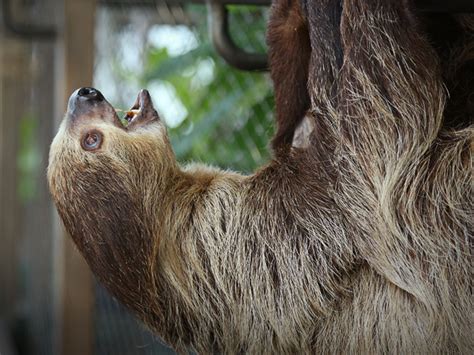 Win a meet and greet sloth encounter at The Green Planet | Time Out Dubai