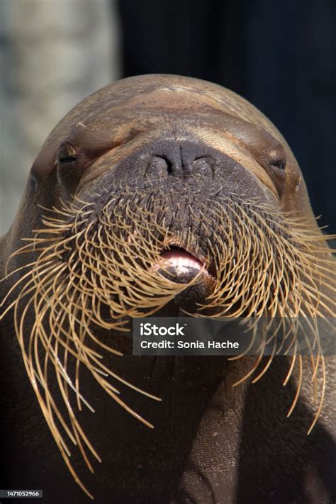 Funny Walrus Face Stock Photo - Download Image Now - Walrus ...