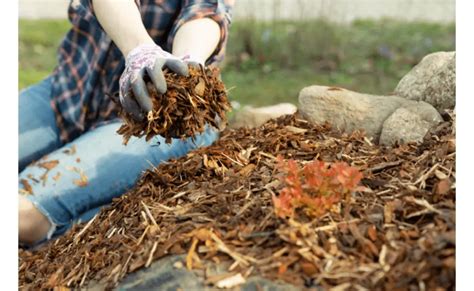 Should You Mulch A Vegetable Garden? – Garden Motivation