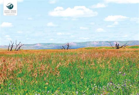 Canadian Wildlife Federation: Grasslands National Park