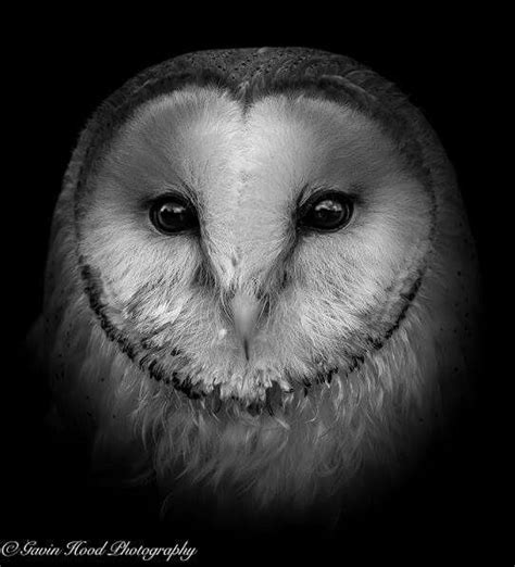 Barn Owl! | Owl eyes, Owl pictures, Owl photos