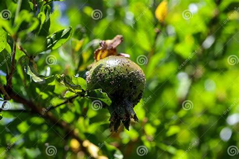 Pomegranate Tree Leaf Fungal Diseases. a Threat To Foliage Health Stock ...