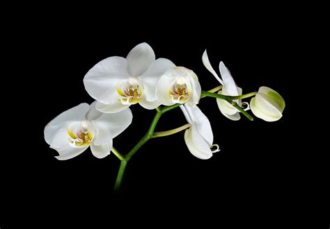 🔥 [40+] Black Orchid Wallpapers | WallpaperSafari