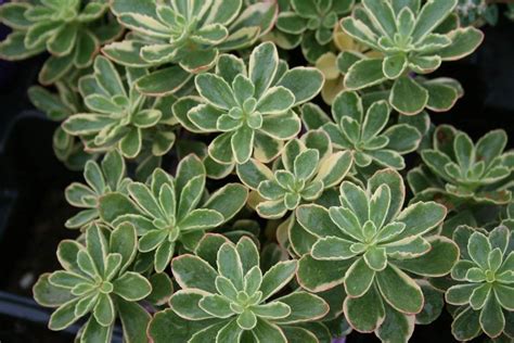 Sedum kamtschaticum 'Variegatum' Variegated Stonecrop | Sedum, Perennial plants, Yellow flowers