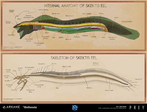 Prey - Eel Anatomy Poster by dsorokin755 on DeviantArt