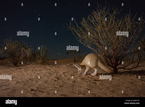 Fennec fox (Vulpes zerda) adult at night among desert vegetation. Grand Erg Oriental, Kebili ...