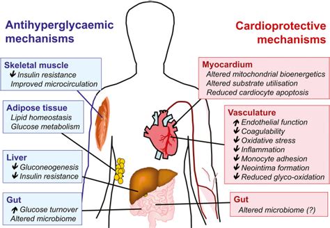 Metformin and the heart: Update on mechanisms of cardiovascular ...