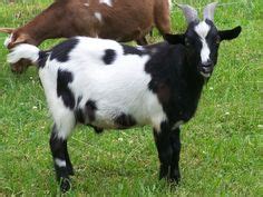 myotonic goats | Fainting Goats Schroeder, Young Female, Farm Life, Farming, Goats, Cow, Breeds ...