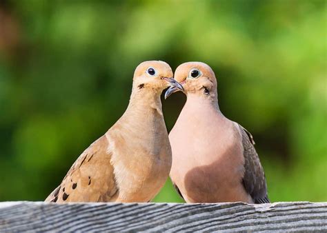 What Birds Mate for Life? 8 Birds to Make You Believe in True Love ...