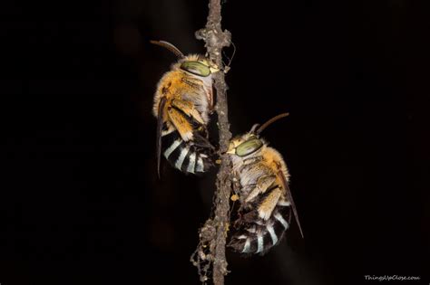 Apocrita (Bees, Wasps and Ants) - Things Up Close | Photography gallery, Macro photography ...