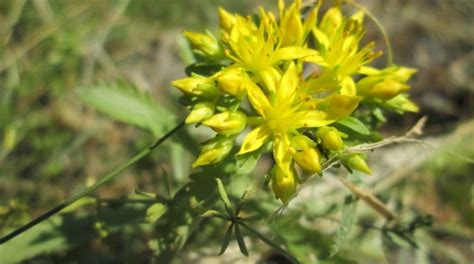 Safflower Seeds Nutrition | Blog Dandk