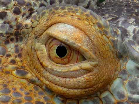 Free photo: Iguana Eye - Animal, Eye, Iguana - Free Download - Jooinn