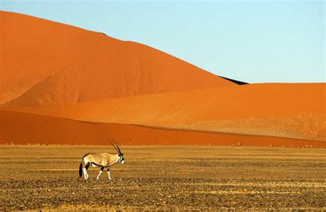 Horns Of Gemsbok :Oryx Gazella Mammals Of The Kalahari Desert – African ...