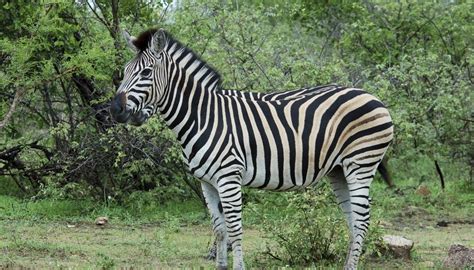 What Are Three Adaptations of a Zebra? | Sciencing