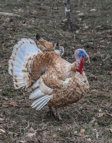 Free Images : nature, bird, wing, white, farm, prairie, animal ...