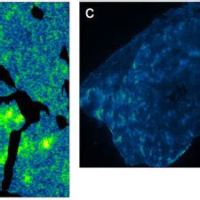 Pimonidazole immunofluorescence and 64 Cu-ATSM autoradiography ...